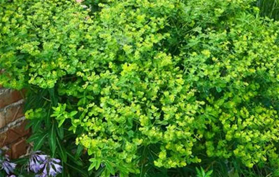 Mandelblättrige Garten-Wolfsmilch