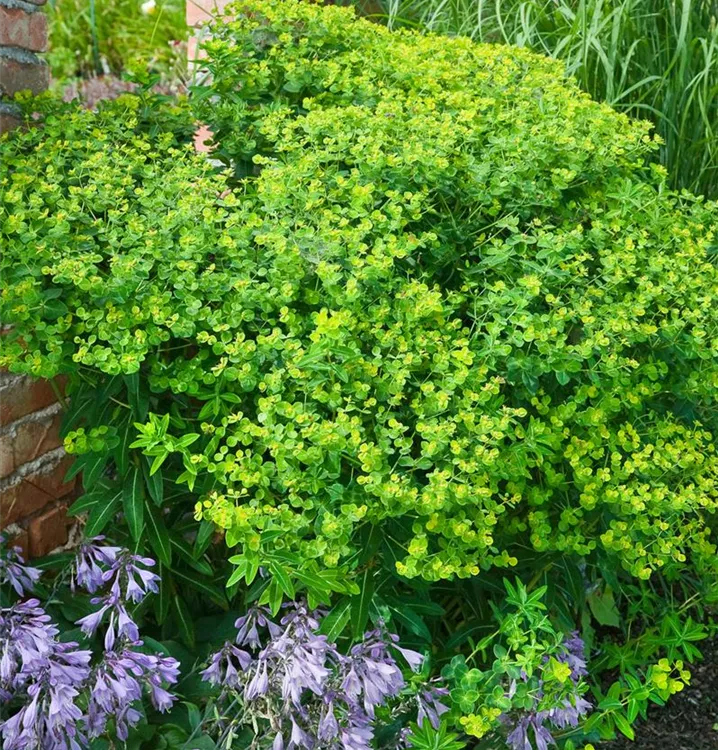 Mandelblättrige Garten-Wolfsmilch