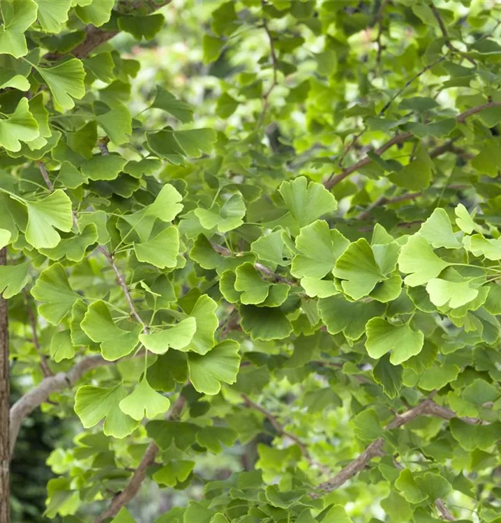 Fächerblattbaum