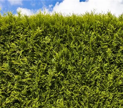 Ab durch die Hecke! Jetzt wird’s Zeit für Heckenpflanzen Ab durch die Hecke! Jetzt wird’s Zeit für Heckenpflanzen