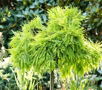 Auf in den Garten – der große Auftritt der Nadel- und Laubgehölze Auf in den Garten – der große Auftritt der Nadel- und Laubgehölze