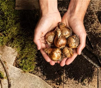 Für Frühlingsfreuden: Blumenzwiebeln pflanzen im Herbst Für Frühlingsfreuden: Blumenzwiebeln pflanzen im Herbst