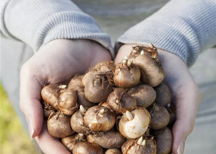 Keine Angst im Dunkeln – Blumenzwiebeln überwintern Keine Angst im Dunkeln – Blumenzwiebeln überwintern