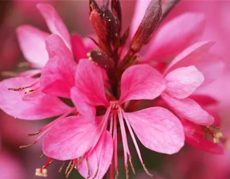 Prachtkerze - Einpflanzen im Garten Prachtkerze - Einpflanzen im Garten