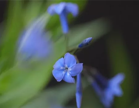Texas Blaustern - Einpflanzen im Garten Texas Blaustern - Einpflanzen im Garten