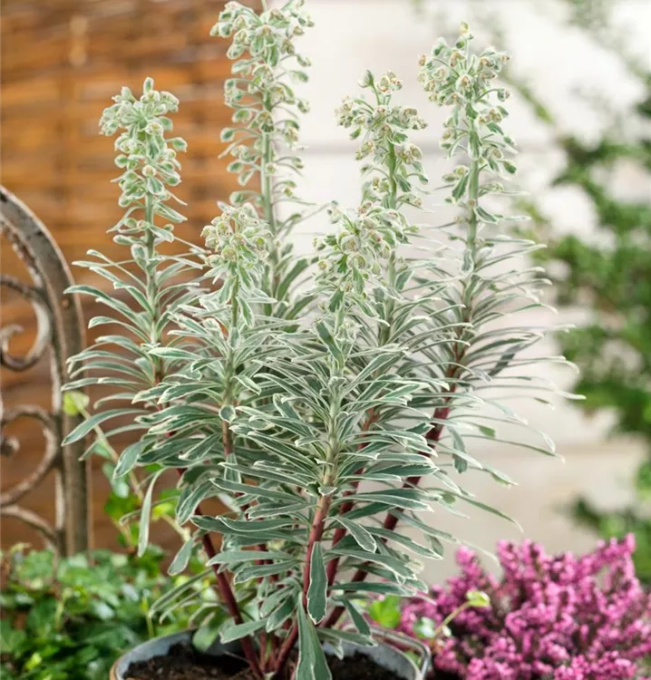 Garten-Wolfsmilch 'Silver Swan'